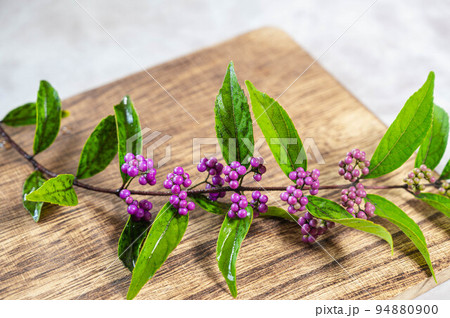 コムラサキの実 94880900