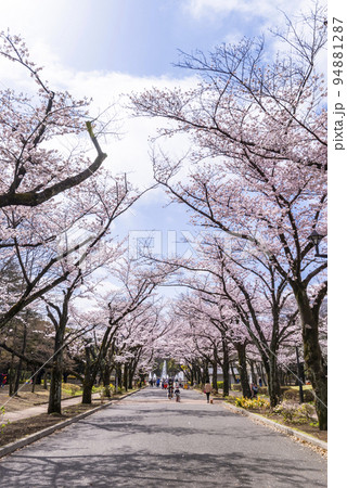 桜咲く府中の森公園「花のプロムナード」の風景 94881287