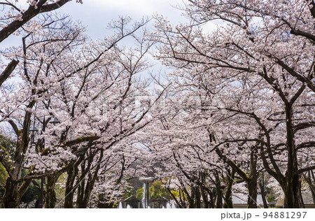 桜咲く府中の森公園「花のプロムナード」の風景 94881297