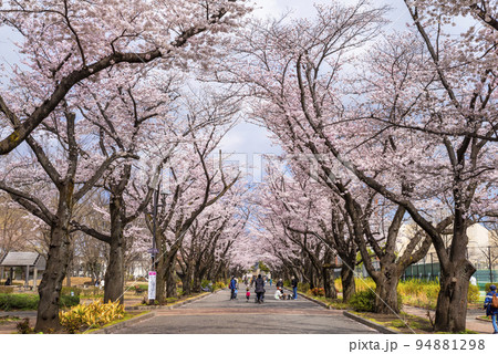 桜咲く府中の森公園「花のプロムナード」の風景 桜咲く府中の森公園「花のプロムナード」の風景 94881298