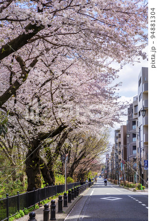 東京都三鷹市・風の散歩道に咲く満開の桜 94881304