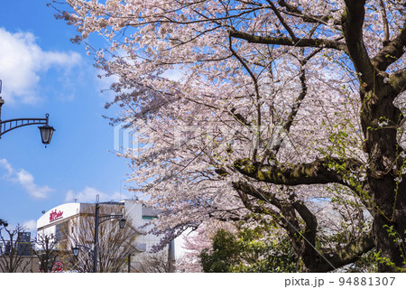 東京都三鷹市・風の散歩道に咲く満開の桜と三鷹駅南口の風景 94881307