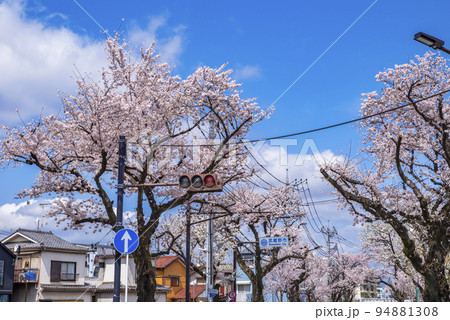 東京都武蔵野市・成蹊通りの桜 94881308