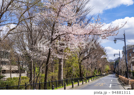 東京都三鷹市・桜咲く風の散歩道の風景 94881311