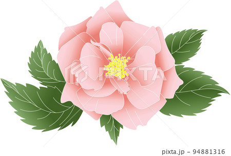 Abstract of pink rose flower with leaves on white background. Abstract of pink rose flower with leaves on white background. 94881316