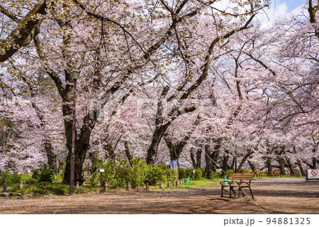 桜が満開の井の頭恩賜公園・広場に佇む無人のベンチ 94881325