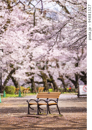 桜が満開の井の頭恩賜公園・広場に佇む無人のベンチ 桜が満開の井の頭恩賜公園・広場に佇む無人のベンチ 94881327