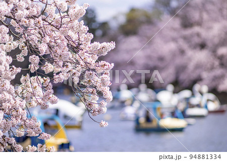 桜が満開の井の頭池の風景・ボートに乗ってお花見する人々 桜が満開の井の頭池の風景・ボートに乗ってお花見する人々 94881334