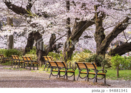 桜が満開の井の頭恩賜公園・広場に佇む無人のベンチ 94881341