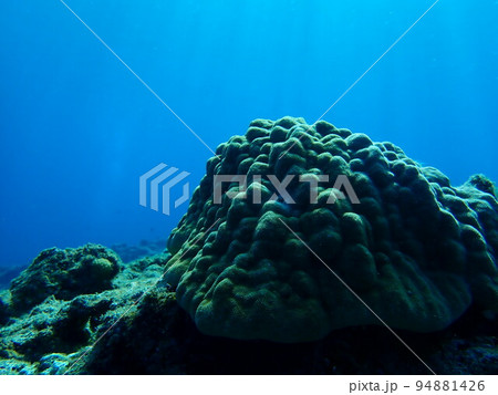 ごつごつした岩のようなサンゴと太陽の光 94881426