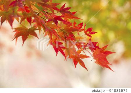 紅葉 紅葉 94881675