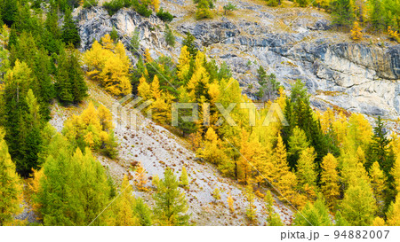 Autumn forest as a background. A view of the natural landscape in the mountains. Pine trees. Autumn forest as a background. A view of the natural landscape in the mountains. Pine trees. 94882007