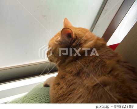 窓辺で寝むる茶寅猫の後ろ姿 窓辺で寝むる茶寅猫の後ろ姿 94882389