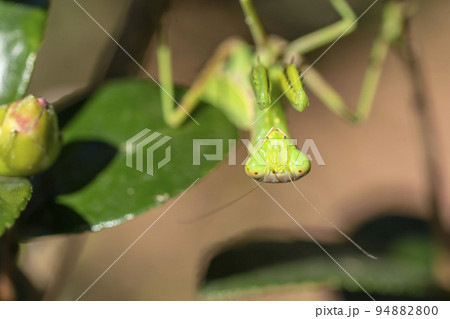 ハラビロカマキリ 94882800