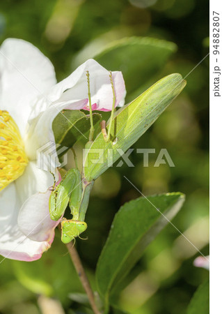 ハラビロカマキリ 94882807