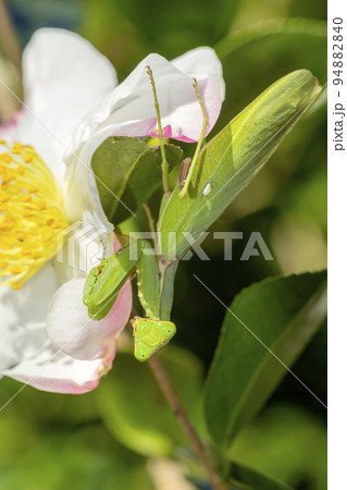 ハラビロカマキリ ハラビロカマキリ 94882840