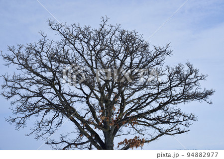 冬の美瑛の雪景色 94882977
