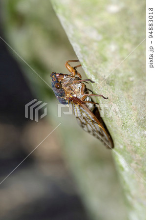 アブラゼミ アブラゼミ 94883018