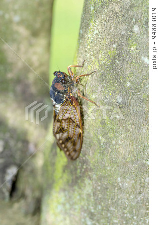 アブラゼミ 94883019