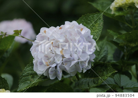 荒尾市 宮崎兄弟生家 紫陽花、 荒尾市 宮崎兄弟生家 紫陽花、 94883504