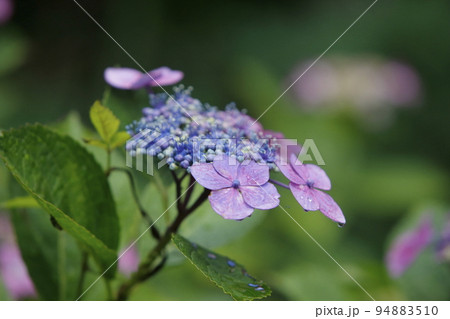 荒尾市 宮崎兄弟生家 紫陽花、 荒尾市 宮崎兄弟生家 紫陽花、 94883510