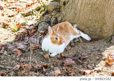 秋の木陰のうさぎ 秋の木陰のうさぎ 94883582
