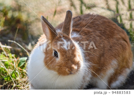 秋の木陰のうさぎ 94883583