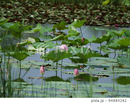 アヤメ園の蓮華 アヤメ園の蓮華 94884282