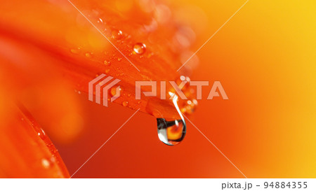 Orange gerbera flower with a small drop of water. Orange gerbera flower with a small drop of water. 94884355