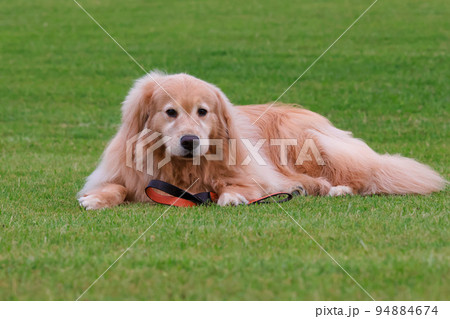 芝生の上で休むゴールデンレトリバー 芝生の上で休むゴールデンレトリバー 94884674