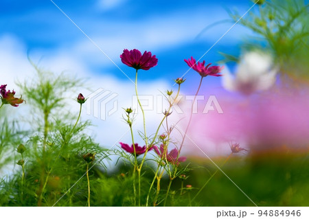 秋桜4 雲谷 秋桜4 雲谷 94884946