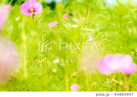 秋桜5 雲谷 秋桜5 雲谷 94884947