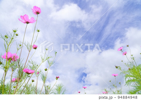 秋桜6 雲谷 秋桜6 雲谷 94884948