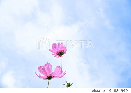 秋桜7 雲谷 秋桜7 雲谷 94884949