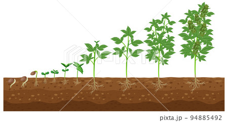 Stages of cannabis plant growingのイラスト素材 [94885492] - PIXTA