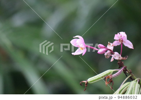 ピンクの花びらのコウトウシランの花が咲く風景 ピンクの花びらのコウトウシランの花が咲く風景 94886032