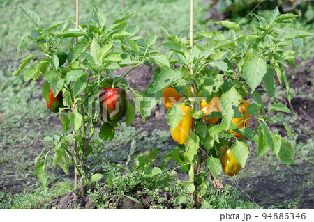 パプリカ、野菜、栽培、収穫、実、畑、食べ物、自然、農作物、菜園、家庭菜園、緑黄色野菜、新鮮、植物、葉 94886346