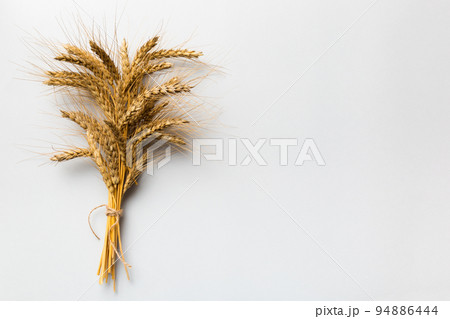 Sheaf of wheat ears close up and seeds on colored background. Natural cereal plant, harvest time concept. Top view, flat lay with copy space. world wheat crisis 94886444