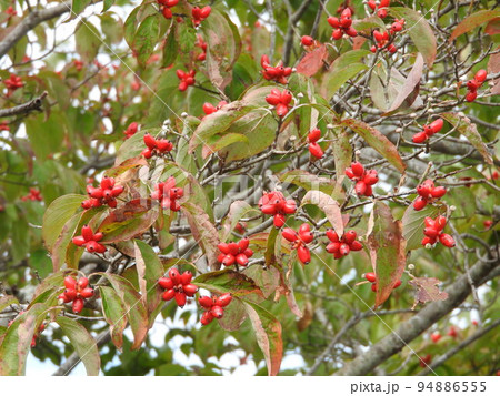 真っ赤に色づいたハナミズキの実 真っ赤に色づいたハナミズキの実 94886555