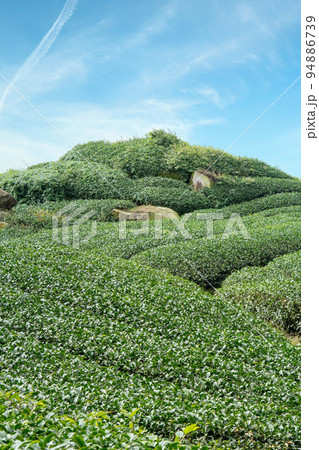 ティー 紅茶 茶 94886739