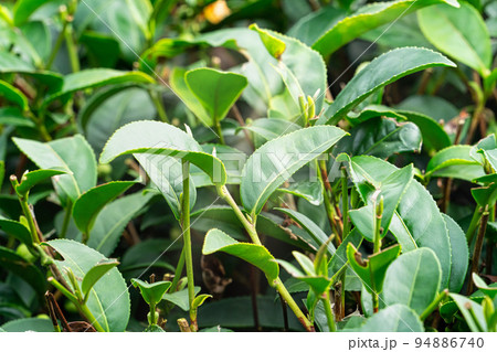 ティー 紅茶 茶 94886740