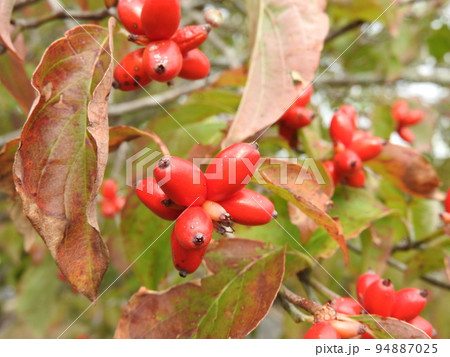 真っ赤に色づいたハナミズキの実 真っ赤に色づいたハナミズキの実 94887025