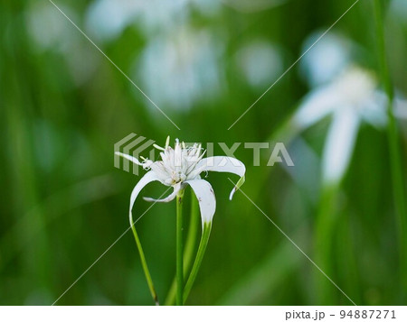 道端のシラサギカヤツリの花のクローズアップ（白鷺菅 の白と緑の花） 94887271