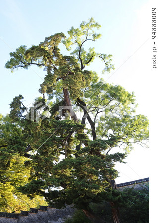 イブキ 木 植物 94888009