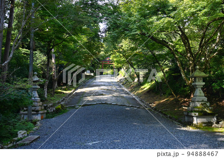 滋賀県日吉大社の山王鳥居へ続く参道 滋賀県日吉大社の山王鳥居へ続く参道 94888467
