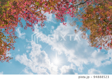 紅葉した木と青空 94888523