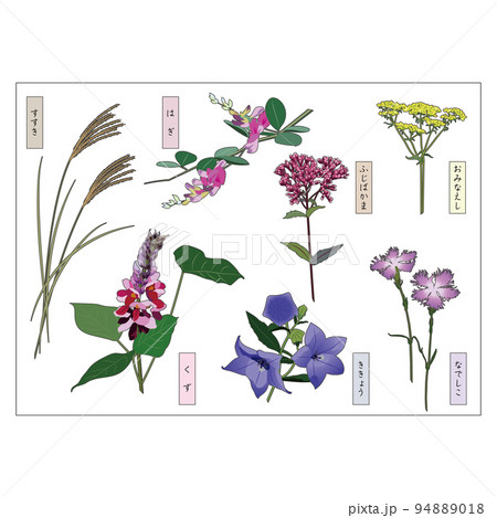 秋の七草　イラストセット　すすき　葛　萩　藤袴　桔梗　女郎花　撫子 94889018