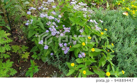 ムラサキフジバカマの可愛い紫色の花 94889447