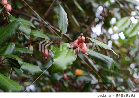 グミ グミ 94889592