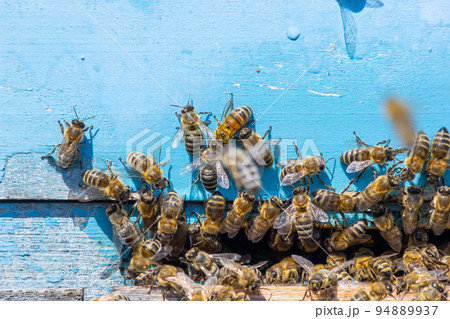 swarm of honey bees flying around beehive. Bees returning from collecting honey fly back to the hive 94889937